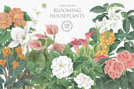 Blooming houseplants