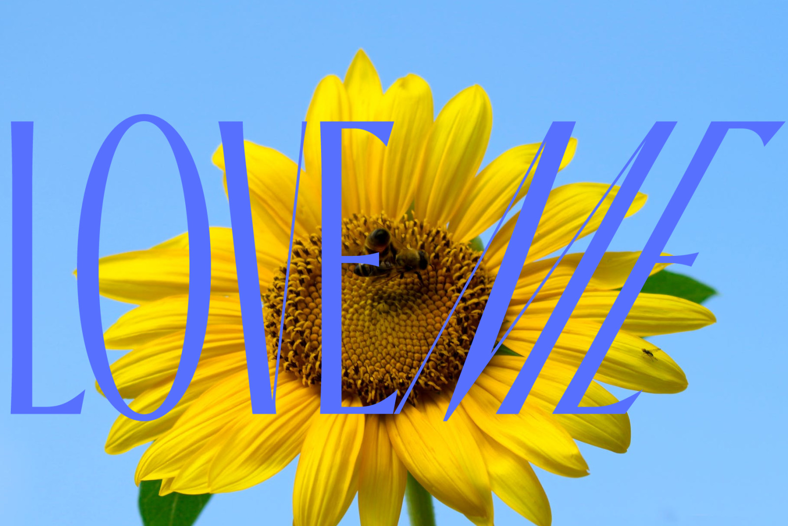 Archive Regular & Italic Font
