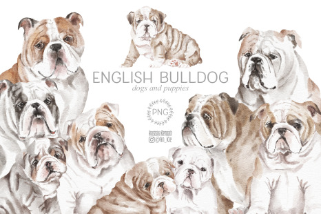 English Bulldog dog breed clipart