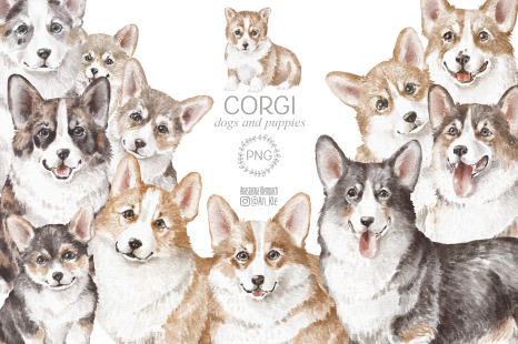 Corgi dogs and puppies clipart png