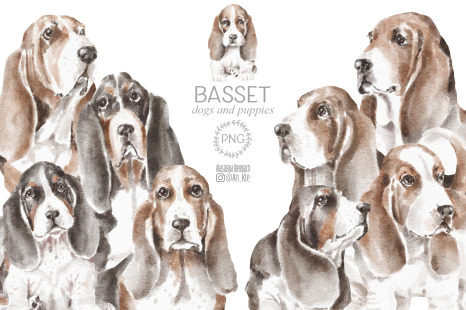 Basset Hound dogs and puppies