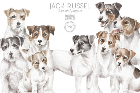 Jack Russel Terrier