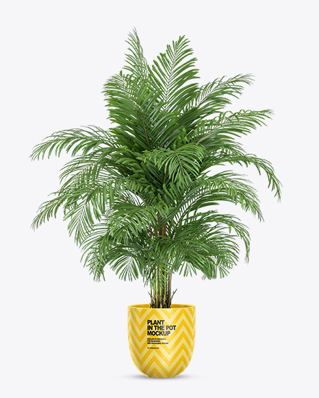 Palm in the Pot Mockup