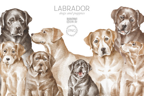 Labrador dogs and puppies