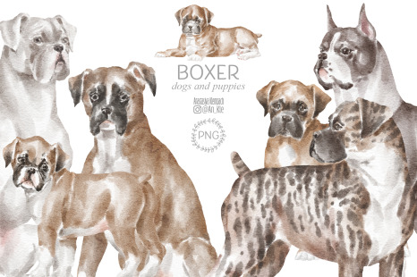 Boxer dogs
