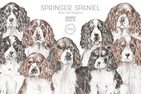 Springer Spaniel dogs and puppies clipart
