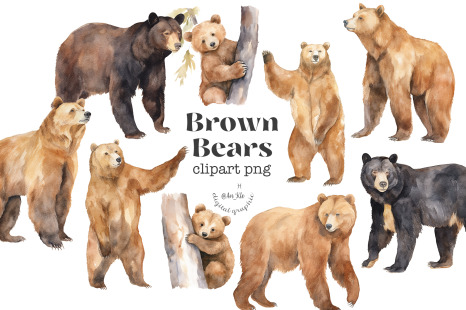 Brown Bears