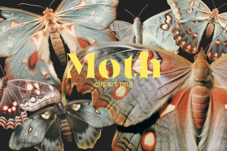 Moth