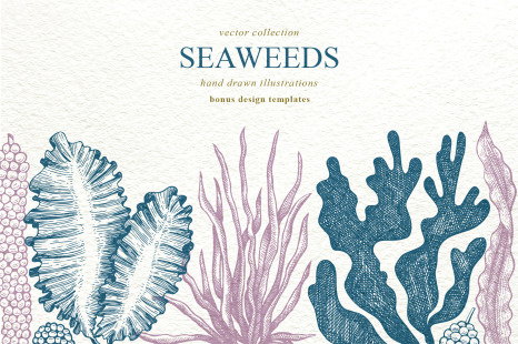 Seaweeds Vector Collection