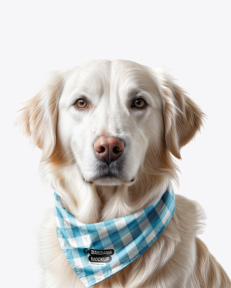 Yellow Labrador Dog Wearing a Bandana Mockup