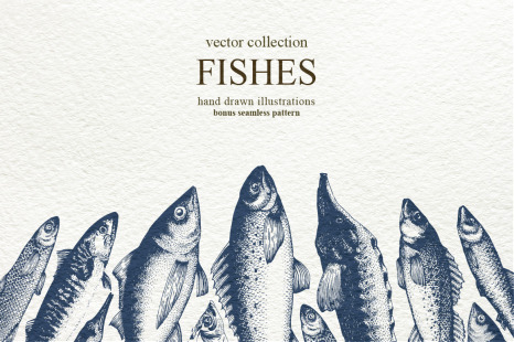 Fish Vector Collection