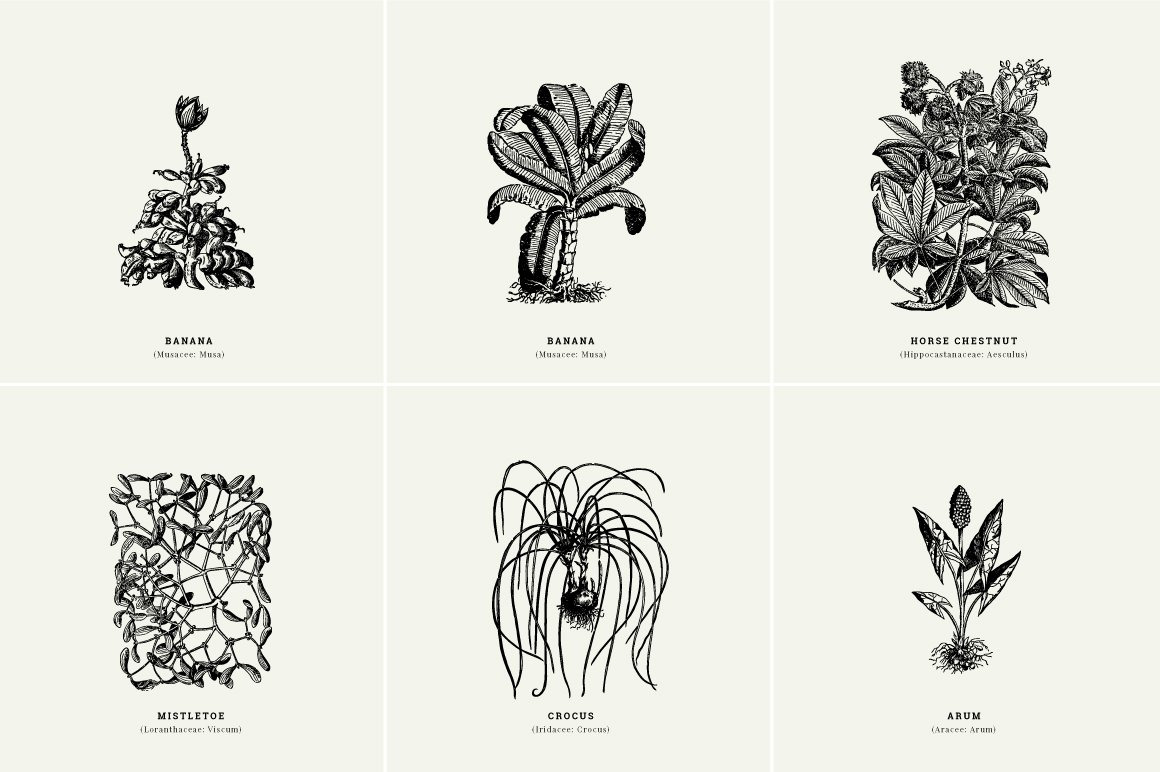 Botanical Illustrations Vol.1 in Design Elements on Yellow Images