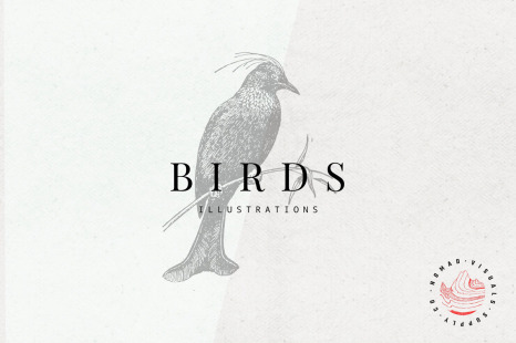 Birds Illustrations