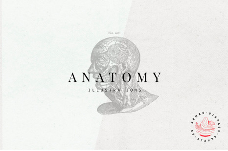 Anatomy Illustrations