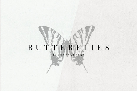 Butterflies Illustrations