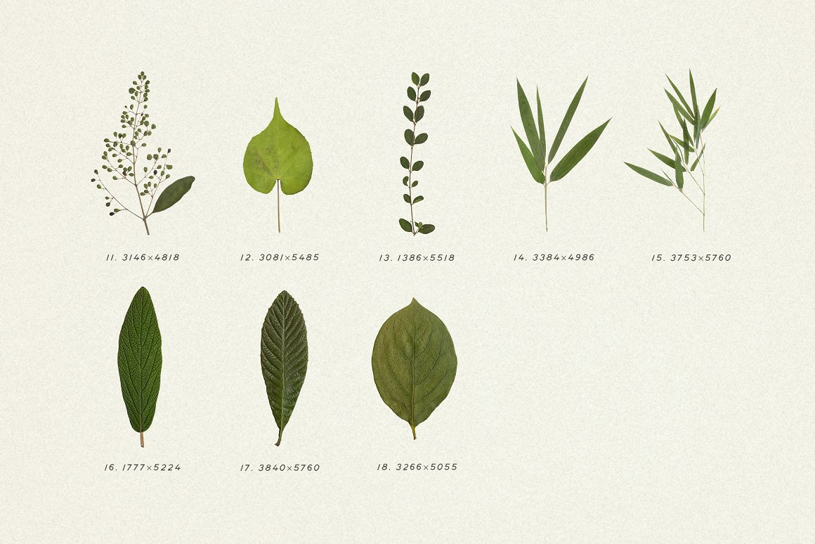 Pressed Green Leaves VOL.5 on Yellow Images Creative Store