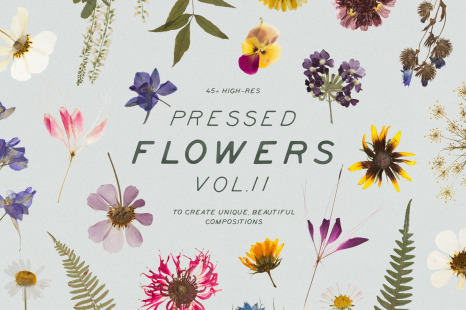 Pressed Dry Flowers &amp; Herbs Vol.2