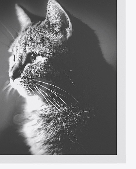 Paper Poster Mockup PSD #1