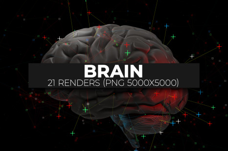 Brain