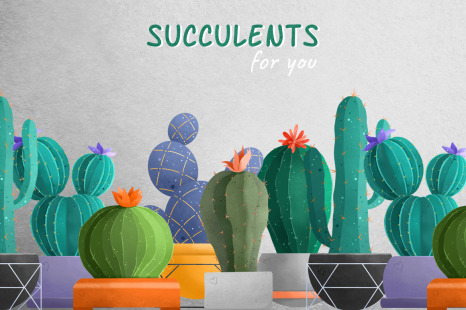 Set of Succulents