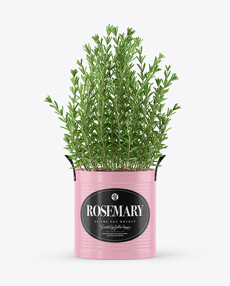 Rosemary in The Pot Mockup