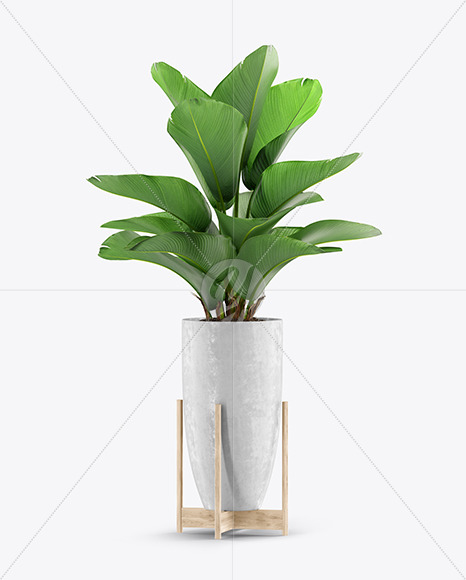 Plant In The Pot Mockup In Object Mockups On Yellow Images Object Mockups