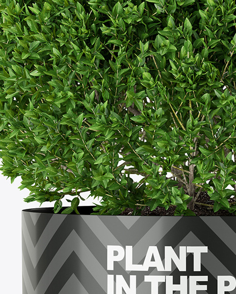 Shrub Plant in the Pot Mockup PSD #7