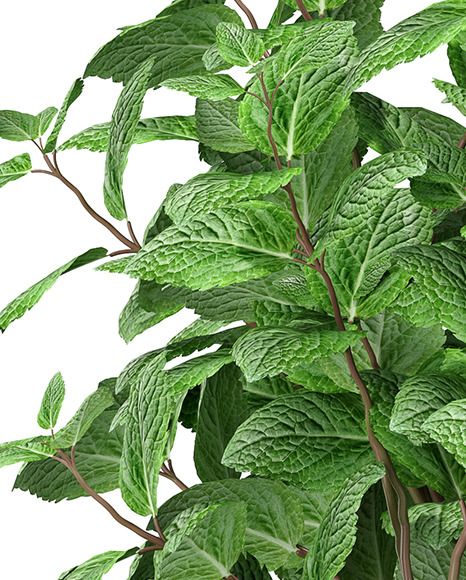 Mint in The Pot Mockup PSD #5