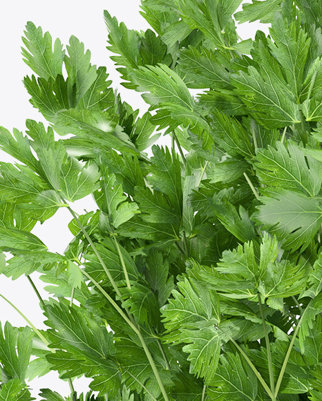 Parsley in The Pot Mockup PSD #5
