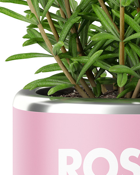 Rosemary in The Pot Mockup PSD #7