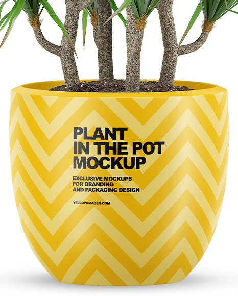 Download Plant In The Pot Mockup In Object Mockups On Yellow Images Object Mockups PSD Mockup Templates