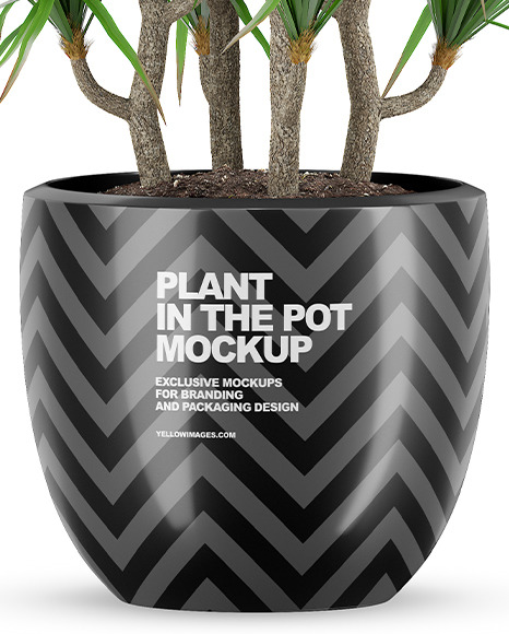 Plant in the Pot Mockup PSD #6