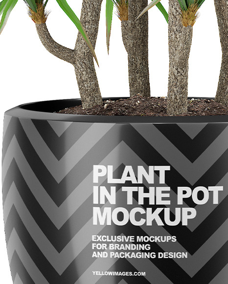 Download Plant In The Pot Mockup In Object Mockups On Yellow Images Object Mockups PSD Mockup Templates