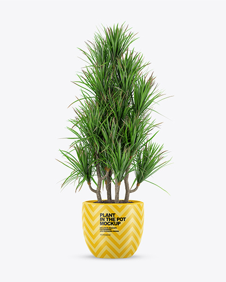 Plant in the Pot Mockup