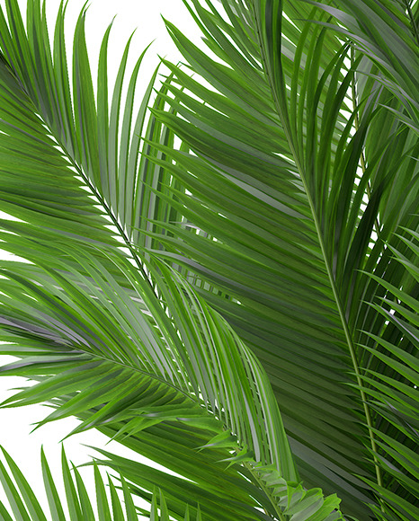 Plant in the Pot Mockup PSD #5