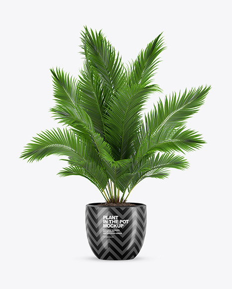 Plant in the Pot Mockup in Object Mockups on Yellow Images Object Mockups