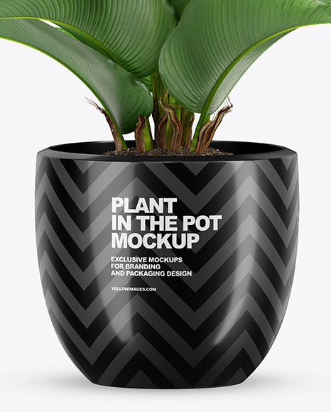 Plant in the Pot Mockup PSD #6