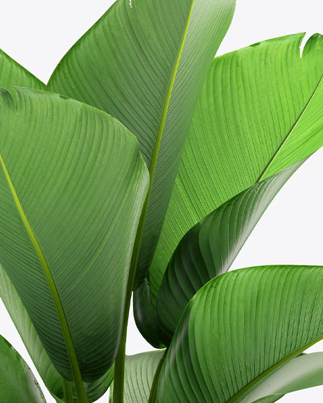 Plant in the Pot Mockup PSD #7