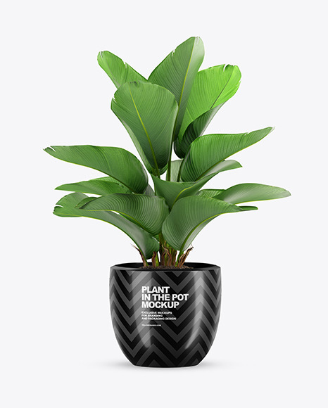 Plant in the Pot Mockup PSD #2